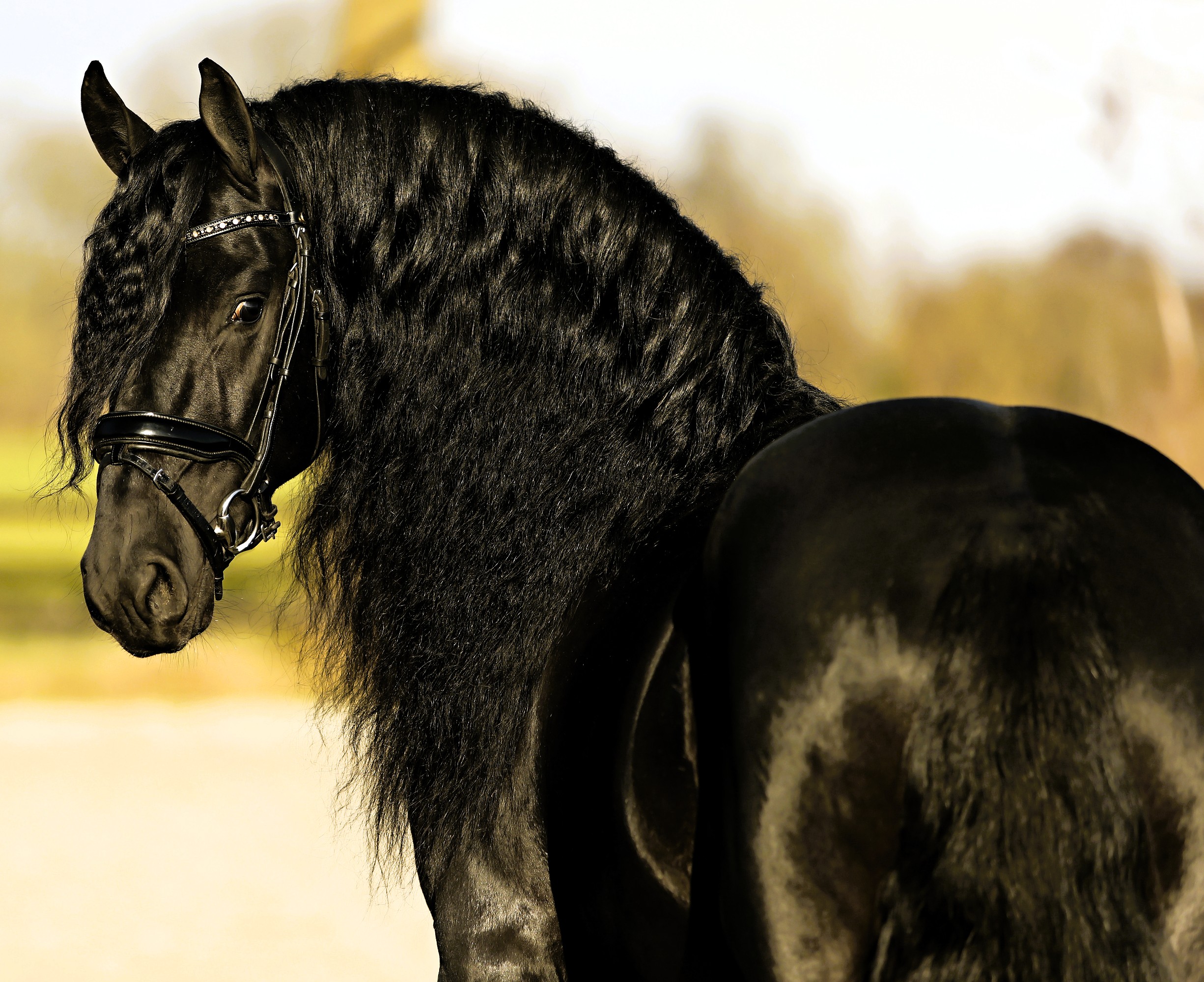 Friesian NAVARRE - Sold